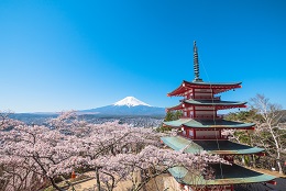 新倉山浅間公園桜まつり1