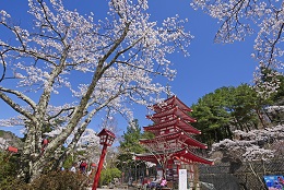 富士山ビュー（新倉山浅間公園）3