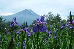 アヤメ（新倉山）