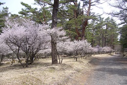 フジザクラ（中の茶屋付近）2