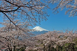 富士山ビュー（富士見孝徳公園）1