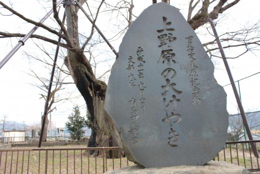 大ケヤキ
