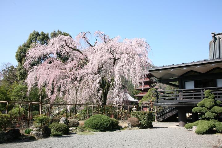 久遠寺の枝垂れ桜