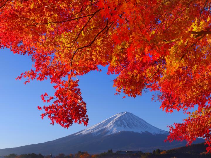 もみじトンネル 富士の国やまなし観光ネット 山梨県公式観光情報