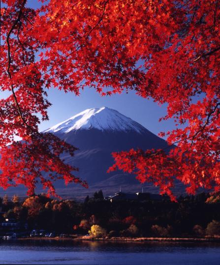 もみじトンネル 富士の国やまなし観光ネット 山梨県公式観光情報