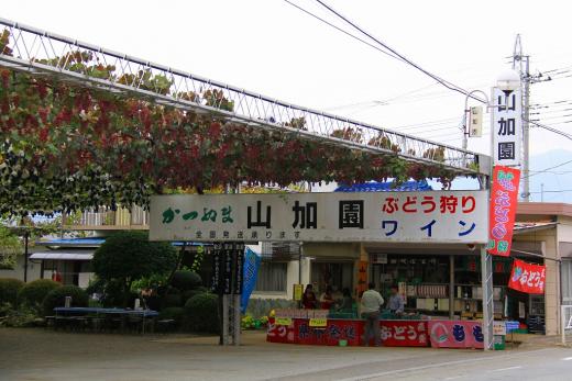 コロナ対策OK！ぶどう農園_山加園