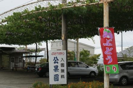 コロナ対策OK！ぶどう農園_公果園