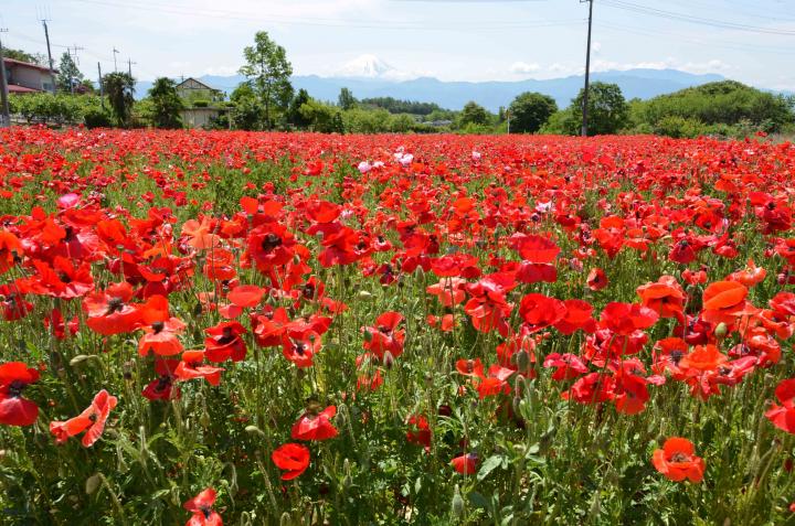 甲斐市岩森の花畑 富士の国やまなし観光ネット 山梨県公式観光情報