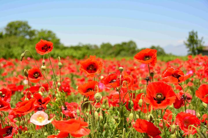 甲斐市岩森の花畑 富士の国やまなし観光ネット 山梨県公式観光情報