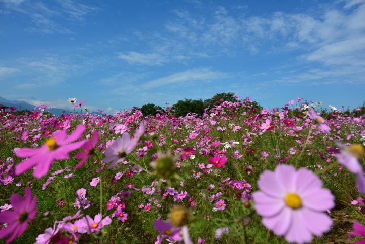 甲斐市岩森の花畑 富士の国やまなし観光ネット 山梨県公式観光情報