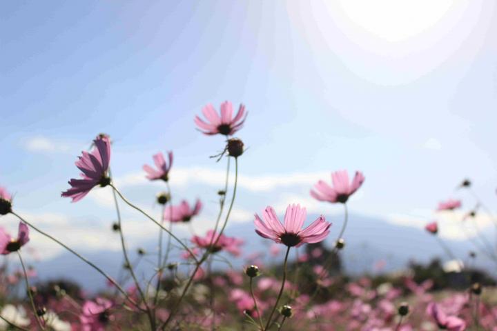 甲斐市岩森の花畑 富士の国やまなし観光ネット 山梨県公式観光情報