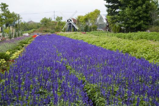 ハーブ庭園旅日記 富士の国やまなし観光ネット 山梨県公式観光情報