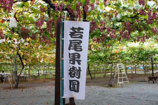 コロナ対策OK！ぶどう農園_若尾果樹園