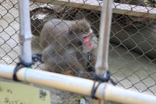 河口湖 猿まわし劇場9