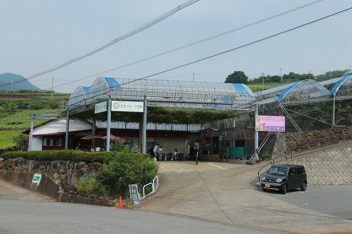 コロナ対策OK！ぶどう農園_萩原フルーツ農園