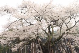 本郷の千年桜3