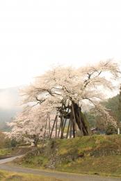 本郷の千年桜4