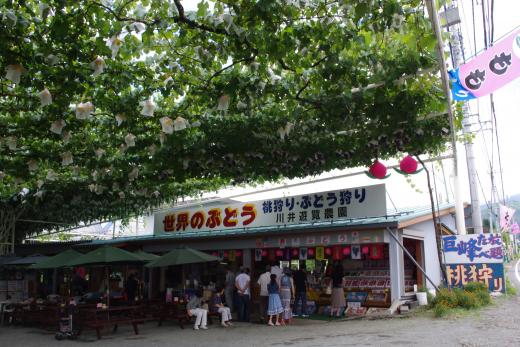 コロナ対策OK！ぶどう農園_川井遊覧農園