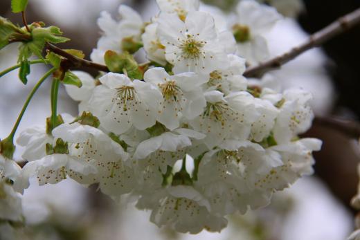 南アルプス桃源郷さくらんぼの花1