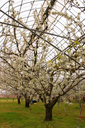 南アルプス桃源郷さくらんぼの花3