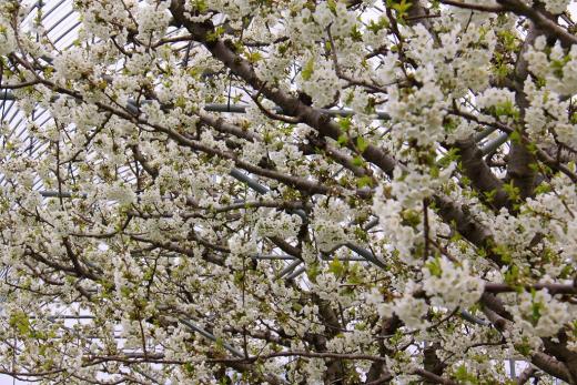 南アルプス桃源郷さくらんぼの花4