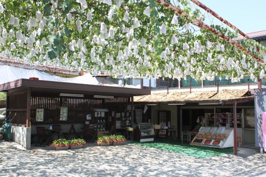 コロナ対策OK！ぶどう農園_錦芳園