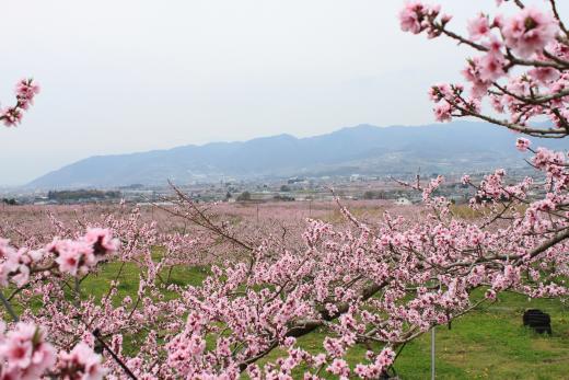 塩山桃源郷1