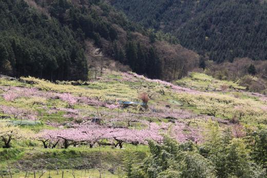 塩山桃源郷4