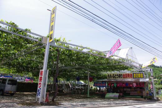 コロナ対策OK！ぶどう農園_渡辺農園