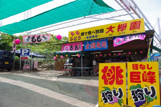 コロナ対策OK！ぶどう農園_大欅園