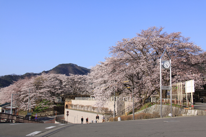 甚六桜