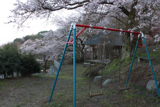 御崎神社の桜2
