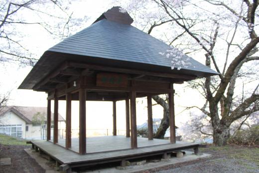 御崎神社の桜3