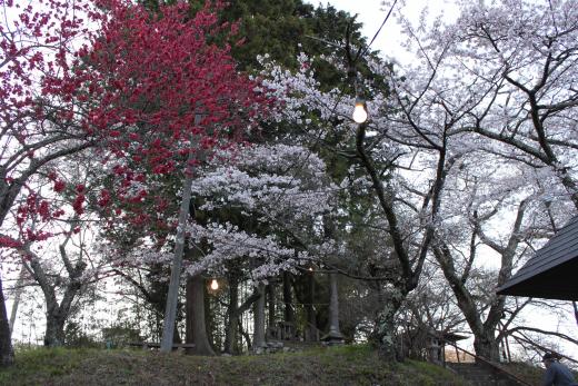 御崎神社の桜4