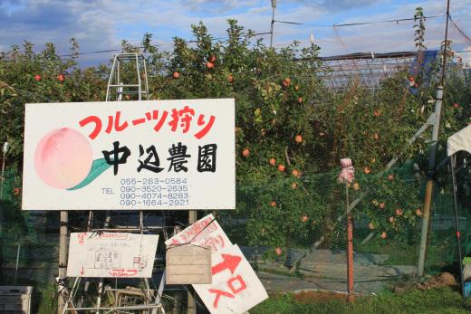 コロナ対策OK！ぶどう農園_中込農園