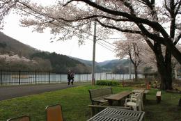 大野貯水池の桜3