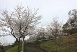 大野貯水池の桜4