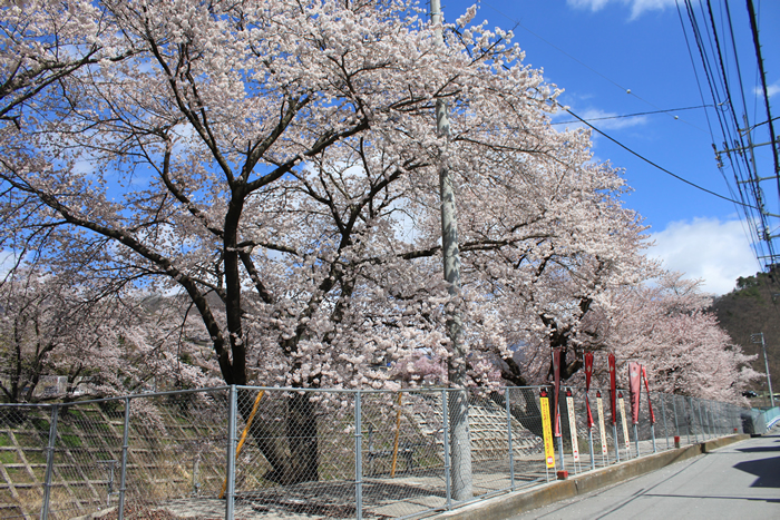 JR甲斐大和駅周辺の桜2