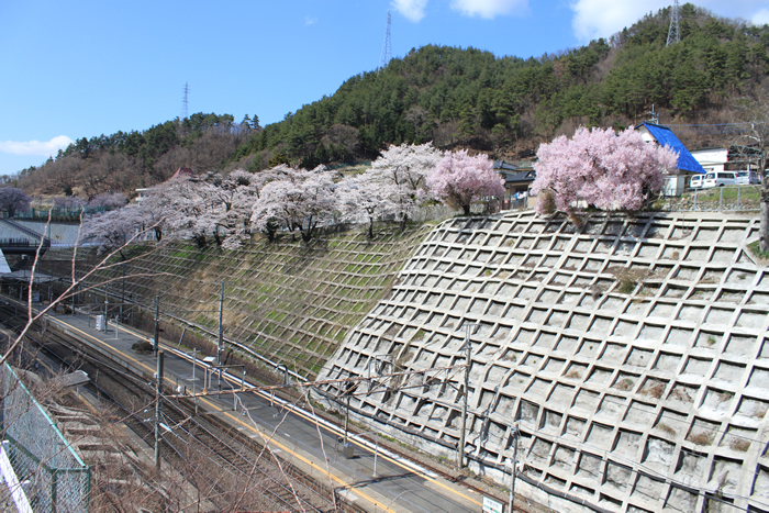 JR甲斐大和駅周辺の桜3