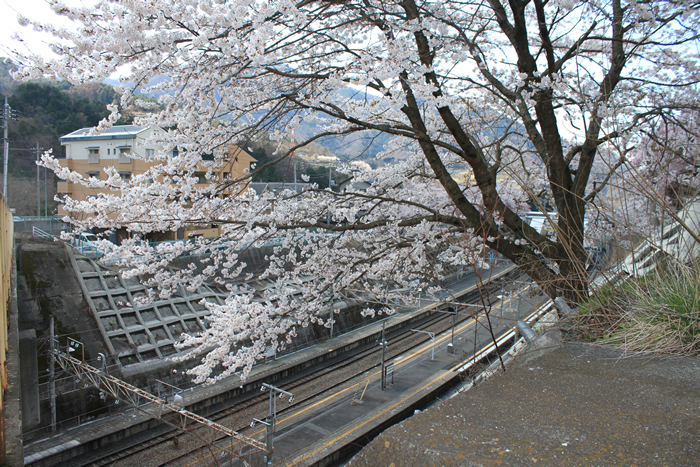 JR甲斐大和駅周辺の桜4