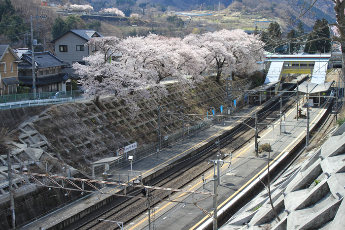 JR甲斐大和駅周辺の桜5