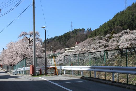 JR甲斐大和駅周辺の桜6