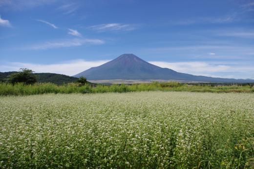 原地区田園地帯のそばの花1