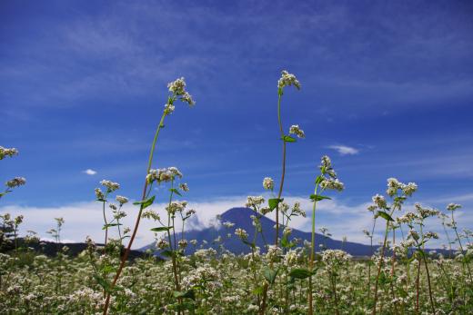 原地区田園地帯のそばの花2