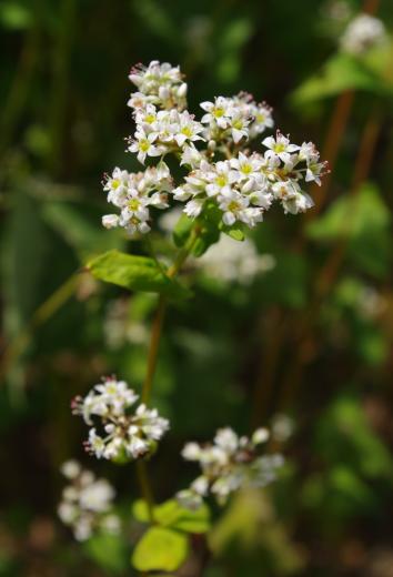 原地区田園地帯のそばの花3