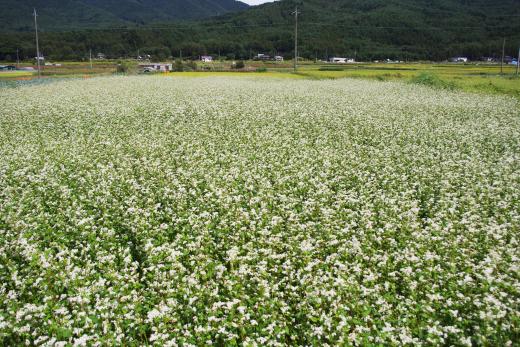 原地区田園地帯のそばの花4