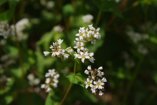 原地区田園地帯のそばの花5