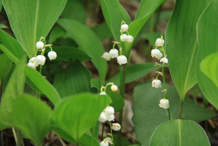 芦川のすずらん群生地 富士の国やまなし観光ネット 山梨県公式観光情報