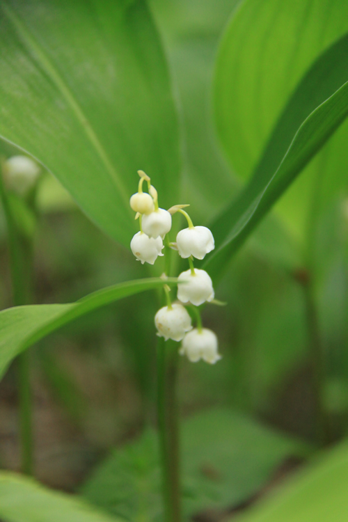 芦川のすずらん群生地 富士の国やまなし観光ネット 山梨県公式観光情報