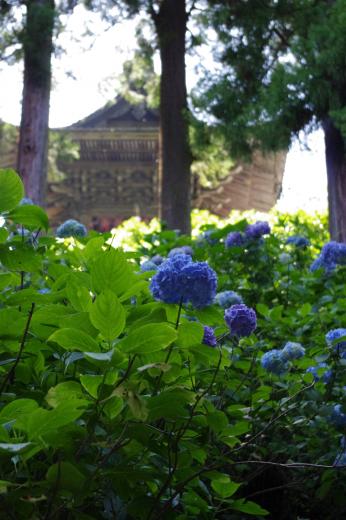 徳栄山妙法寺のあじさい1